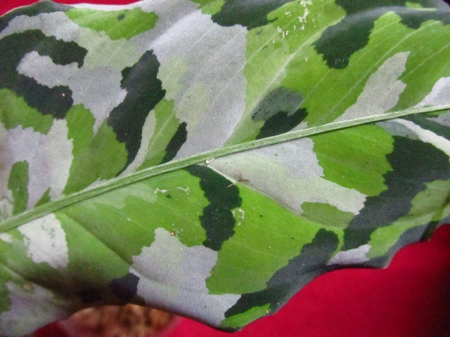 アグラオネマ　ピクツムトリカラー　”ディープフォレスト”(Aglaonema pictum tricolor var.Deepforest)_画像2