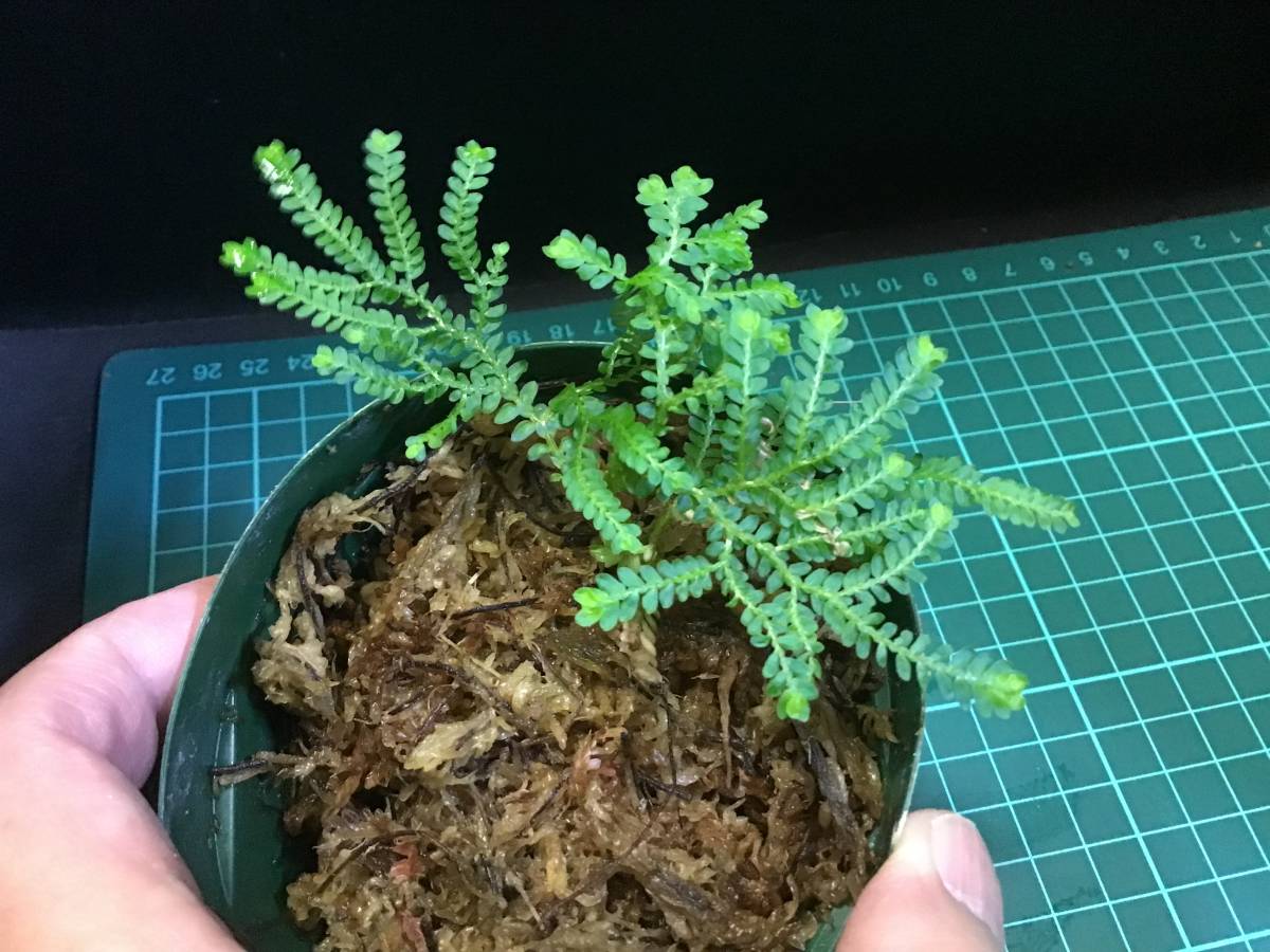 Selaginella willdenowii from kalimantanno_画像3