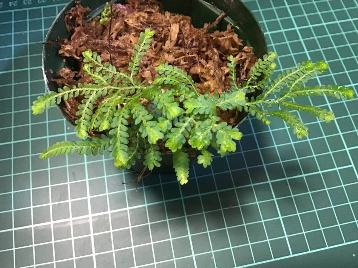 Selaginella willdenowii from kalimantanno_画像2