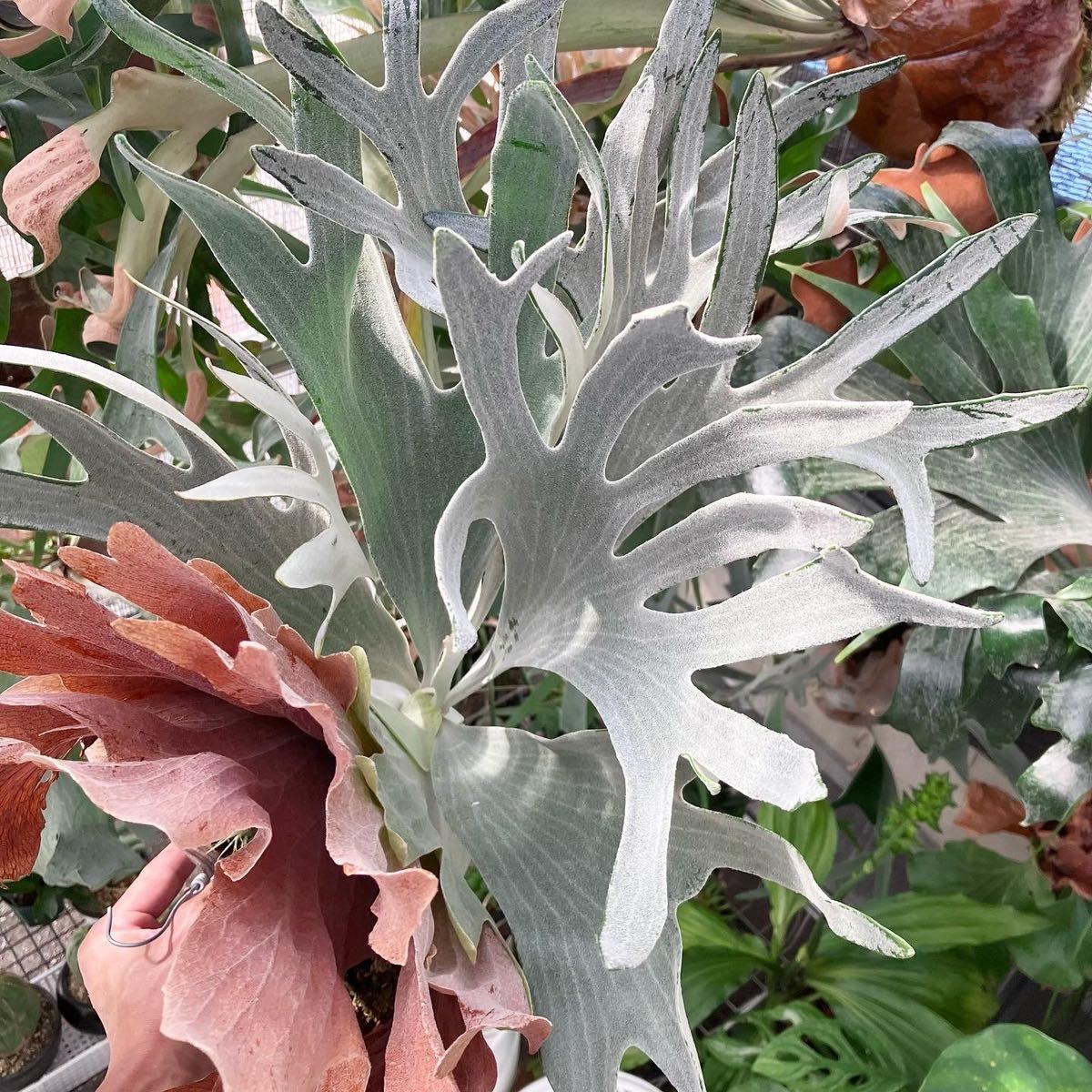 Yahoo!オークション - P. bifurcatum 'Doi tung' ドイトン Yahoo!オークション - P. bifurcatum 'Doi tung' ドイトン