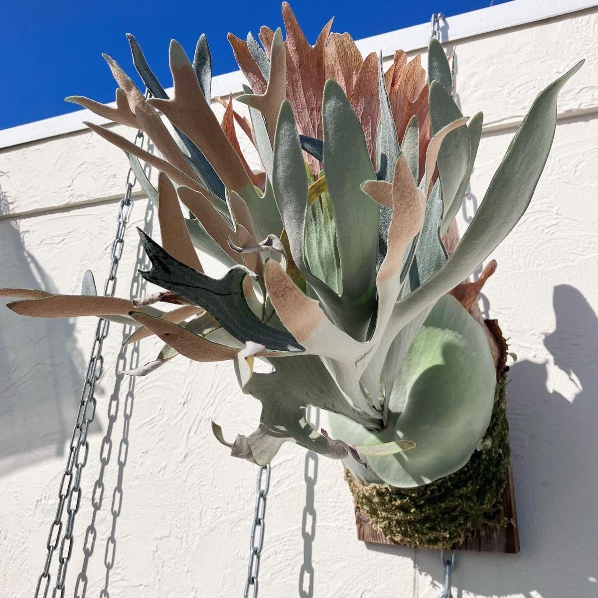 Yahoo!オークション - P. bifurcatum 'Doi tung' ドイトン Yahoo!オークション - P. bifurcatum 'Doi tung' ドイトン