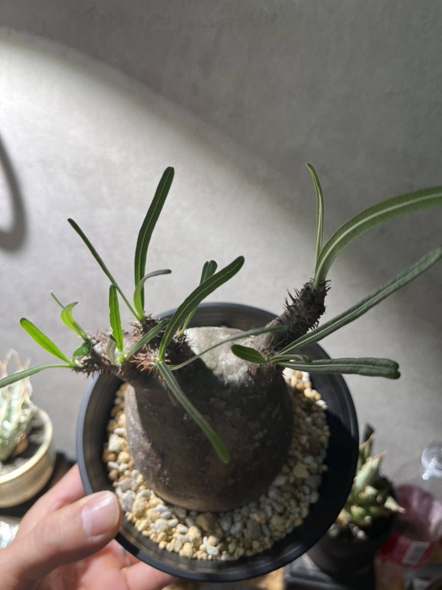 pakipotiumgla drill s small leaf departure root ending 