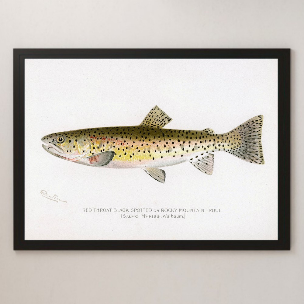 America чёрный . форель форель иллюстрации искусство глянец постер A3 балка Cafe Vintage retro интерьер иллюстрированная книга рыбалка рыбалка речная рыба 