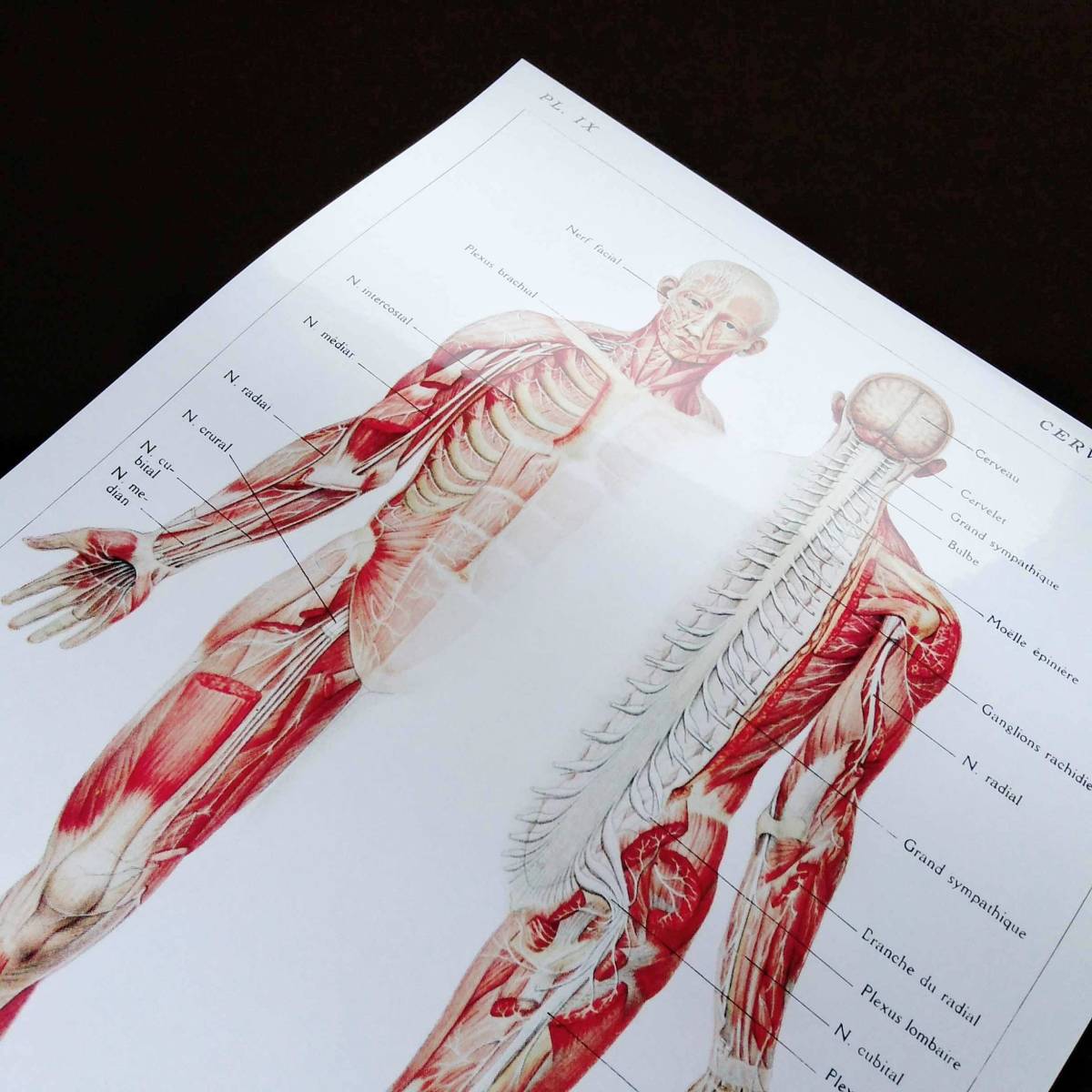 人体構造 脳、骨髄、脊髄と神経の図解 イラスト アート 光沢 ポスター A3 バー カフェ クラシック インテリア 図鑑 医学 解剖学 筋肉 人間 _画像2