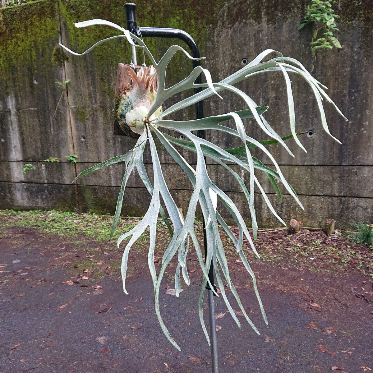 P. veitchii 'Lemoinei' レモイネイ 子株 ビカクシダ コウモリラン