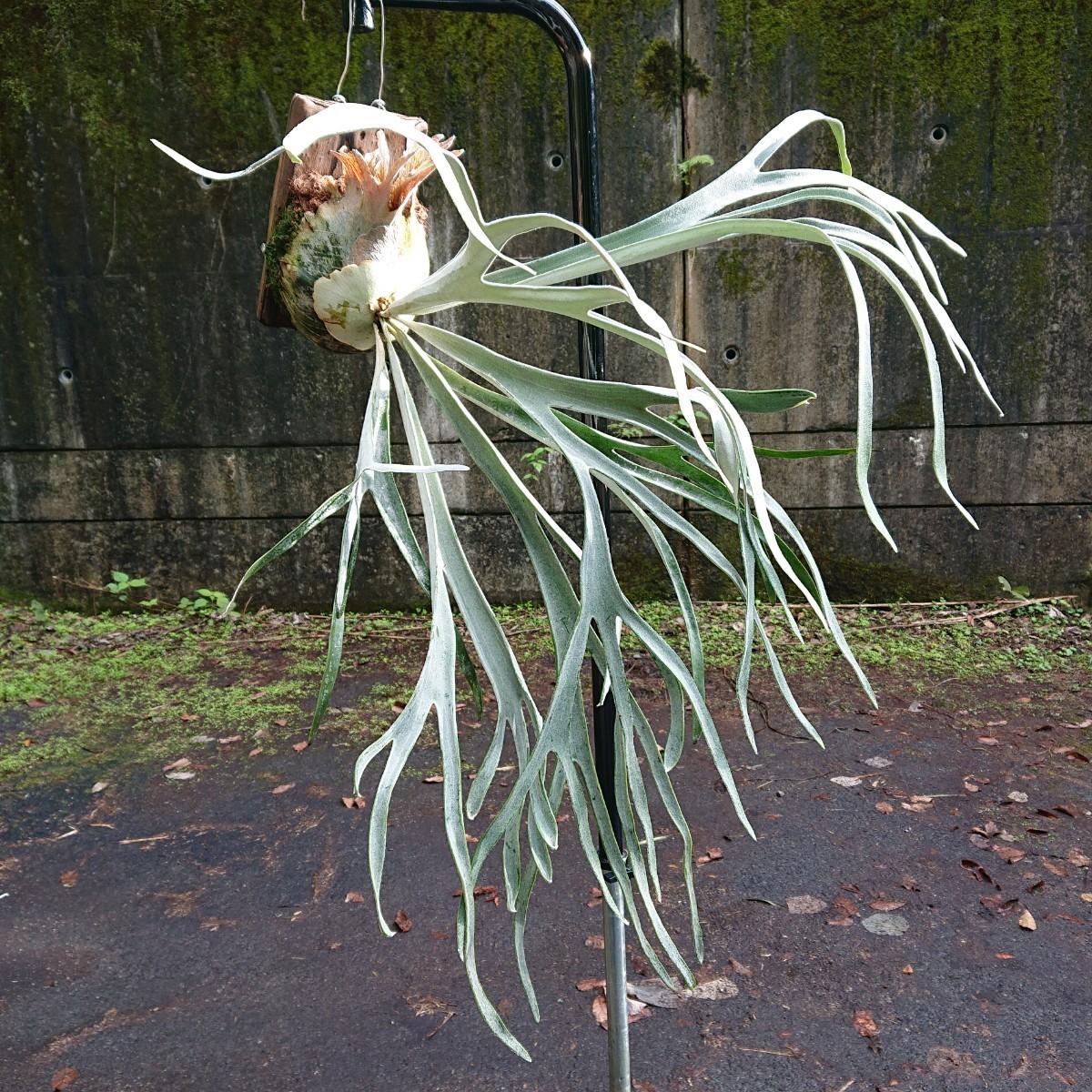 P. veitchii 'Lemoinei' レモイネイ 子株 ビカクシダ コウモリラン