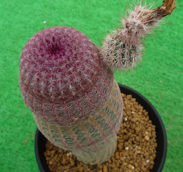 Yahoo!オークション - サボテン 多肉植物 紫太陽の種子30粒 Yahoo!オークション - サボテン 多肉植物 紫太陽の種子30粒