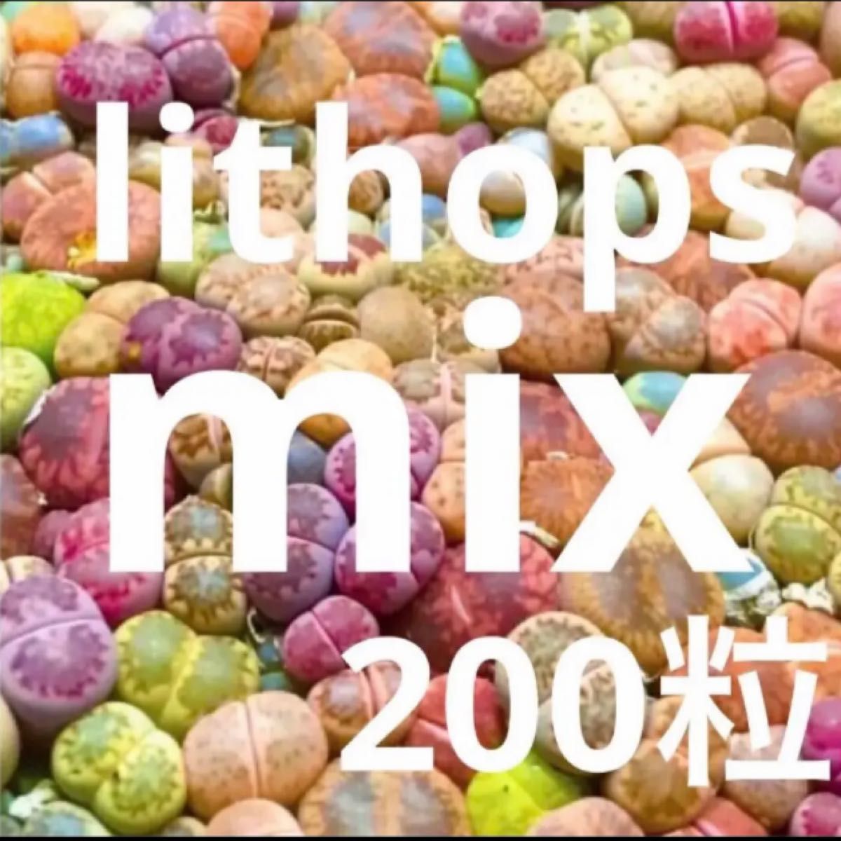 数量限定!国産リトープスのmix種子　200粒