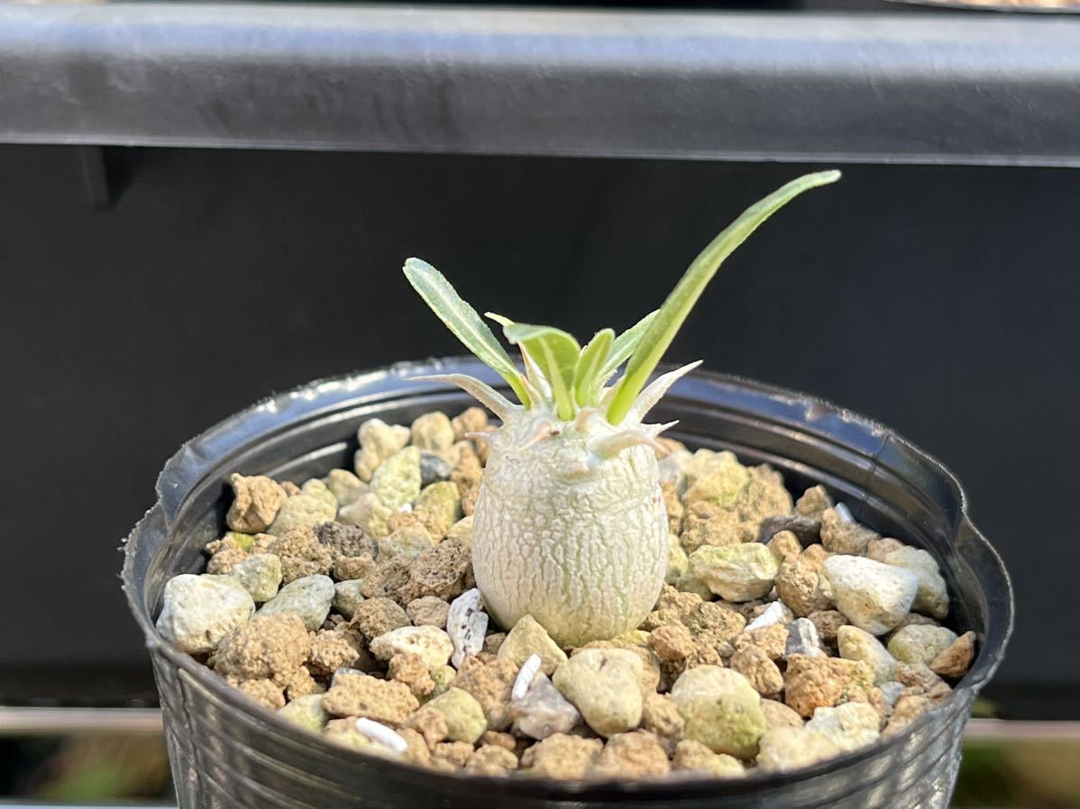 Pachypodium eburneum パキポディウム エブレネウム 実生 サボテン 塊根植物 多肉植物 s102_画像3