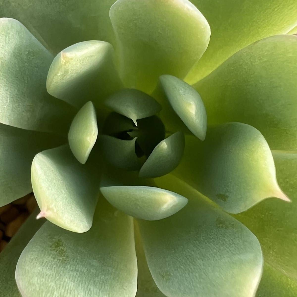 ☆多肉植物☆グラプトペタルム☆児玉マクドガリー☆鉢6.5センチ☆錦玉園さん☆_画像2