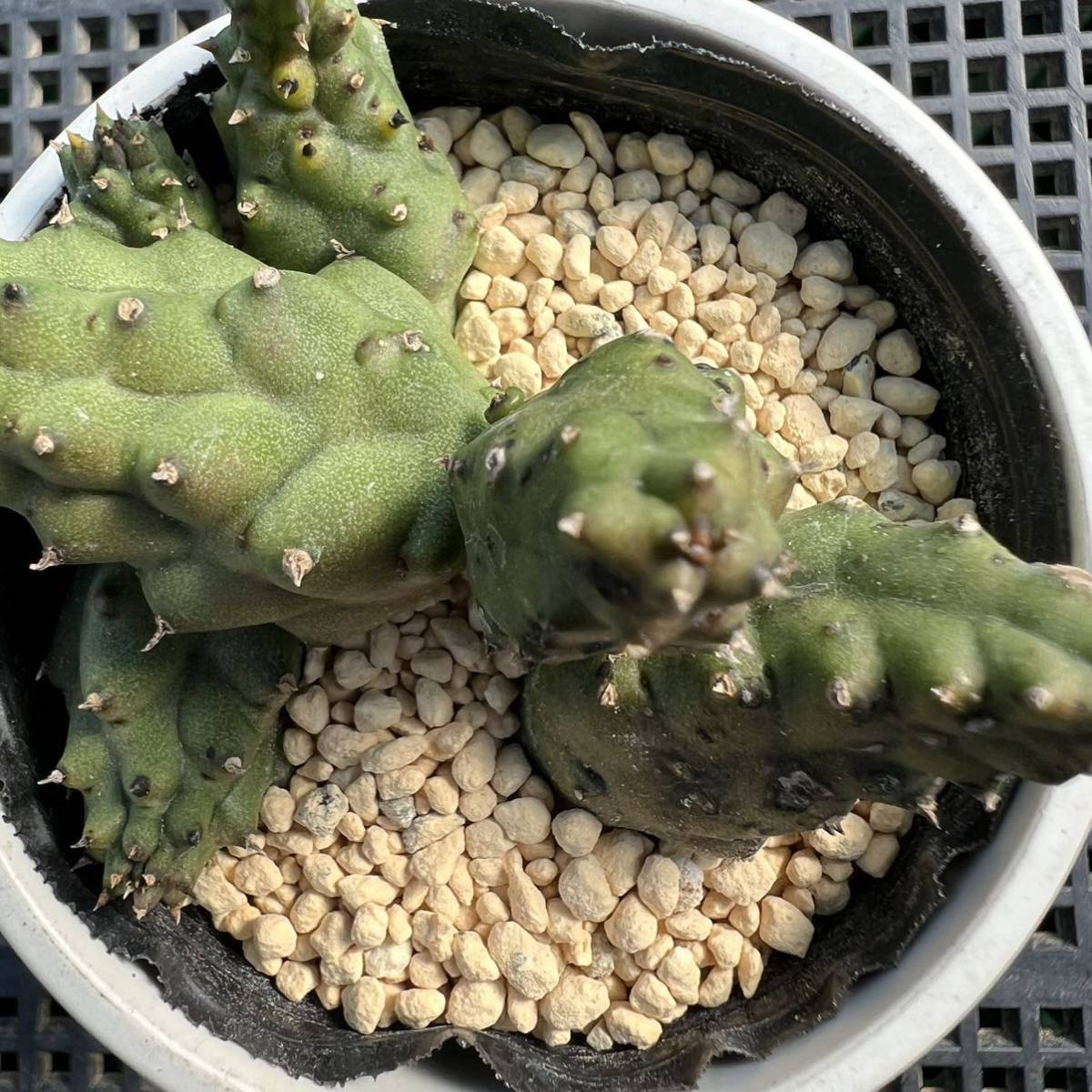 ☆多肉植物☆ガガイモ☆カエスピトーサ☆鉢6.5センチ☆花見本載せました☆_画像5