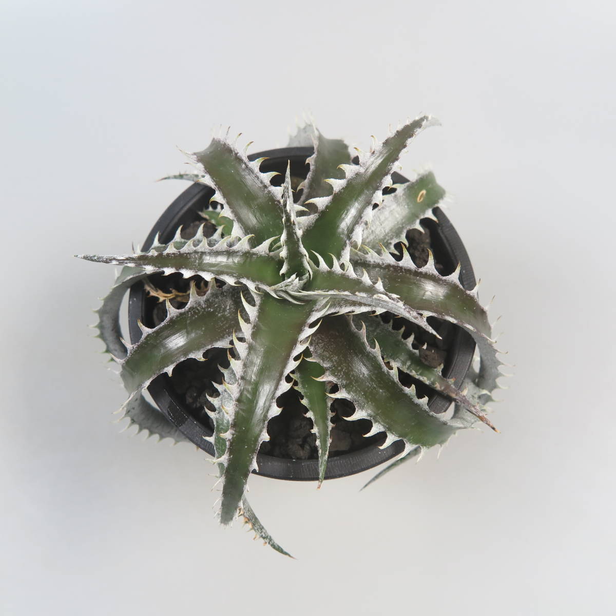 Sale !!! ★☆ 9. ディッキア ☆ Dyckia PSG088 Otto Bromeliad Hybrid_画像2