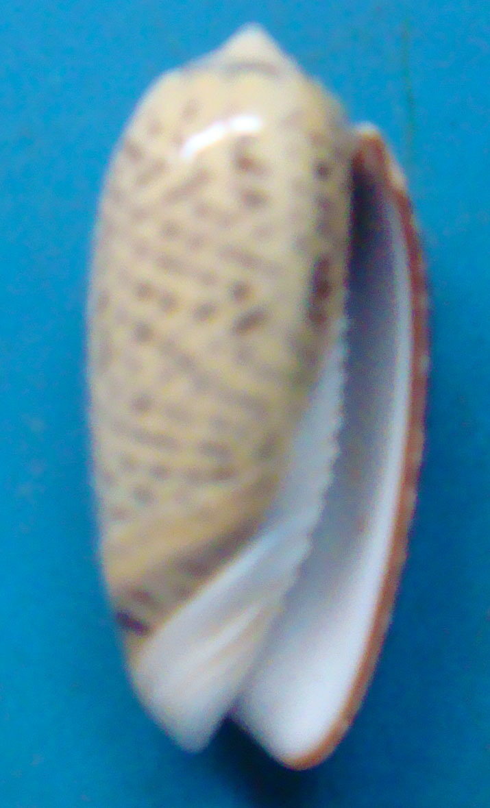 貝 標本 クロフマクラ 27mm_画像2