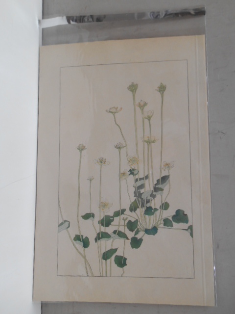 非水百花譜 梅鉢草 杉浦非水 彩色刷木版 版画 附図 2枚セット 1920年代？ 大正後半～昭和前半 春陽堂発行 うめばちそう_画像8