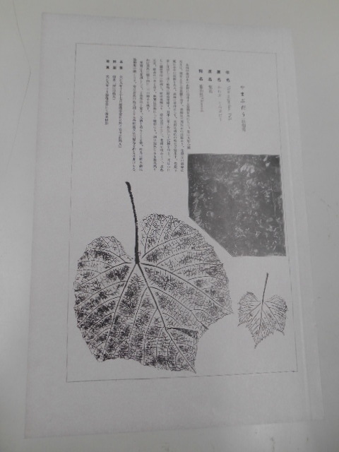 非水百花譜 山葡萄 杉浦非水 彩色刷木版 版画 附図 2枚セット 1920年代？ 大正後半～昭和前半 春陽堂発行 やまぶどう_画像4