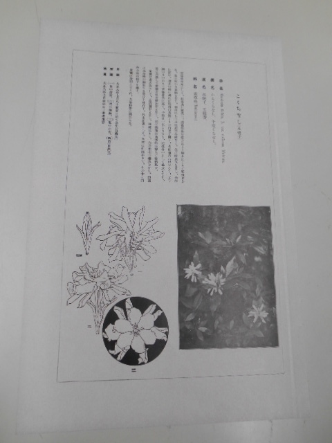 非水百花譜 水梔子 杉浦非水 彩色刷木版 版画 附図 2枚セット 1920年代？ 大正後半～昭和前半 春陽堂発行 こくちなし_画像4