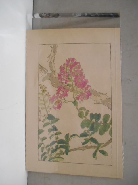 非水百花譜 百日紅 杉浦非水 彩色刷木版 版画 附図 2枚セット 1920年代？ 大正後半～昭和前半 春陽堂発行 ひゃくじつこう_画像8