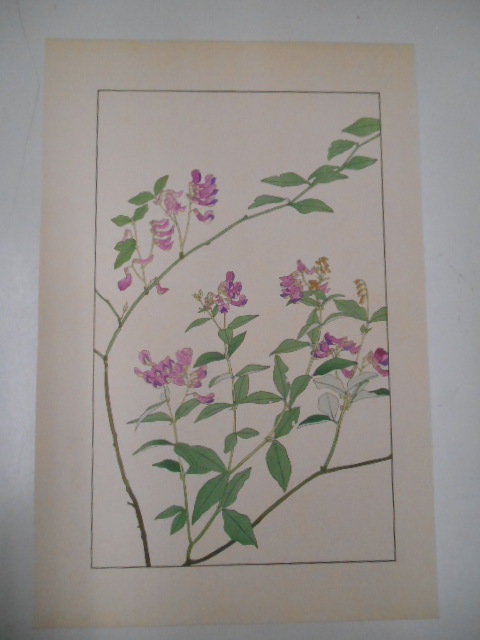 非水百花譜 南天萩 杉浦非水 彩色刷木版 版画 附図 2枚セット 1920年代？ 大正後半～昭和前半 春陽堂発行 なんてんはぎ_画像1