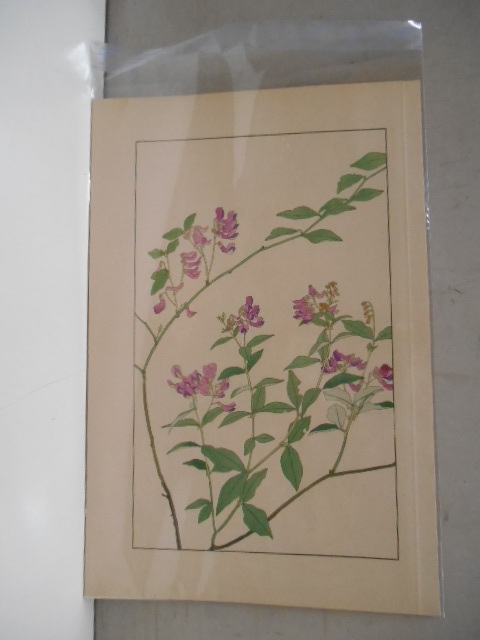 非水百花譜 南天萩 杉浦非水 彩色刷木版 版画 附図 2枚セット 1920年代？ 大正後半～昭和前半 春陽堂発行 なんてんはぎ_画像8