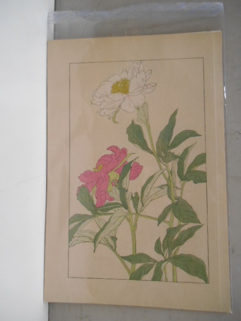 非水百花譜 芍薬 杉浦非水 彩色刷木版 版画 附図 2枚セット 1920年代？ 大正後半～昭和前半 春陽堂発行 しゃくやく_画像9