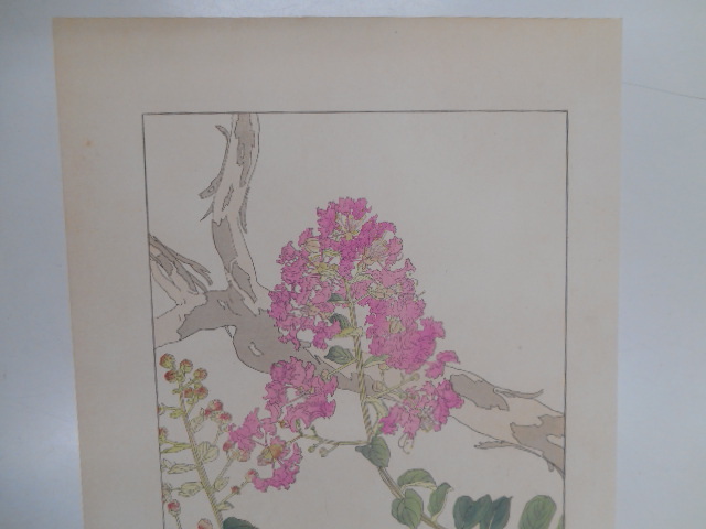 非水百花譜 百日紅 杉浦非水 彩色刷木版 版画 附図 2枚セット 1920年代？ 大正後半～昭和前半 春陽堂発行 ひゃくじつこう_画像2