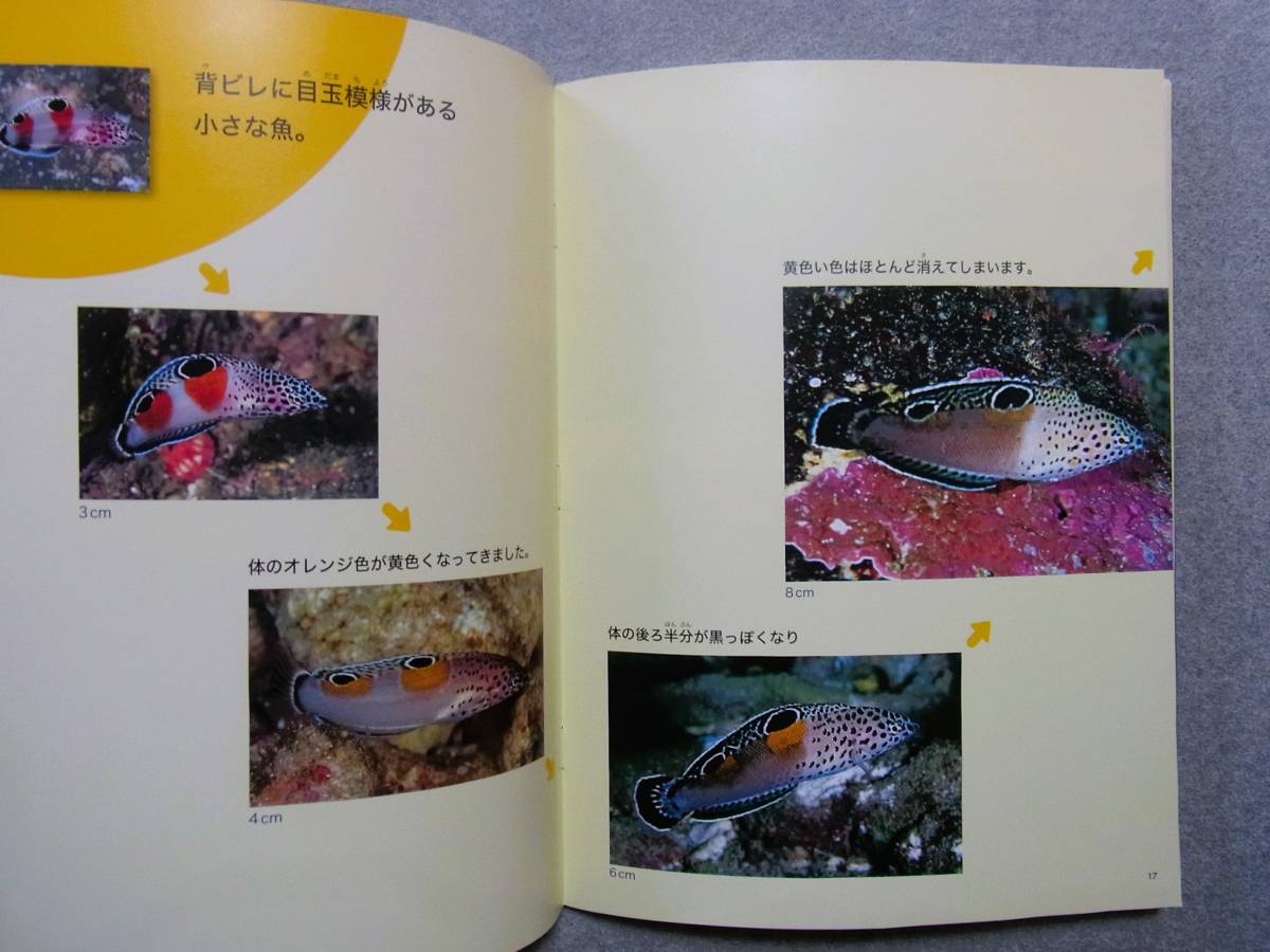 月刊たくさんのふしぎ　2009年9月号　この子なんの子？魚の子　吉野祐輔 文・写真_画像4