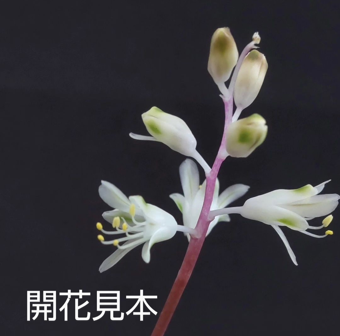 ◆種子15粒◆ ラケナリア アンジェリカ【Lachenalia angelica】＋おまけつき/検索用→ケープバルブ_画像1