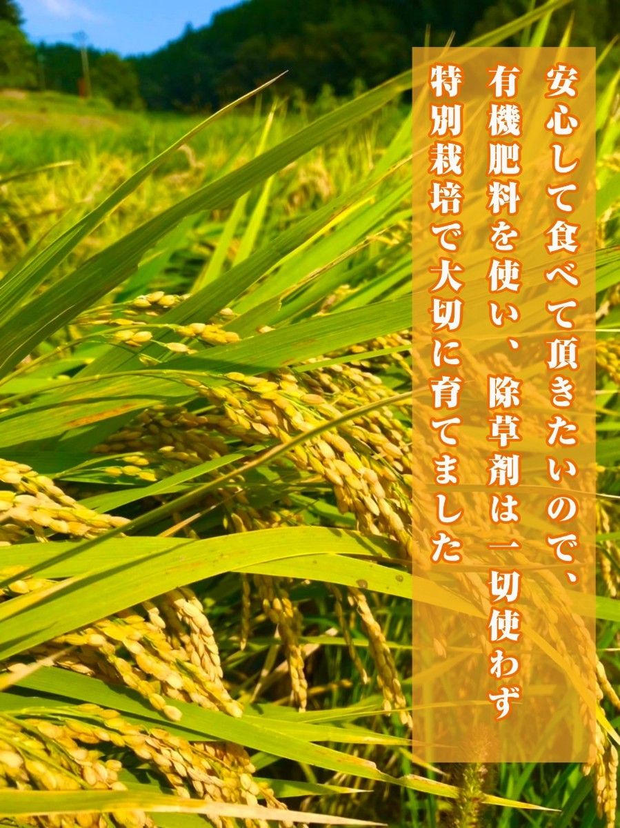 熊本県産ヒノヒカリ白米５キロ綺麗な湧き水で育った特別栽培米