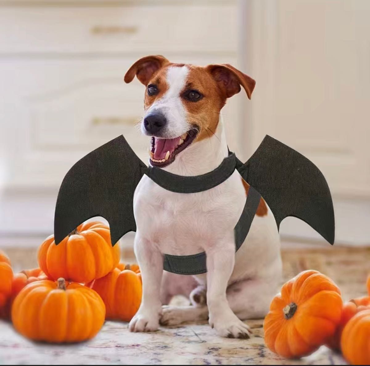 【セール】犬 ハロウィン 服 L 変身グッズ 仮装 こうもり コスチューム コウモリ 犬用 大型犬 ペット 中型犬 ②