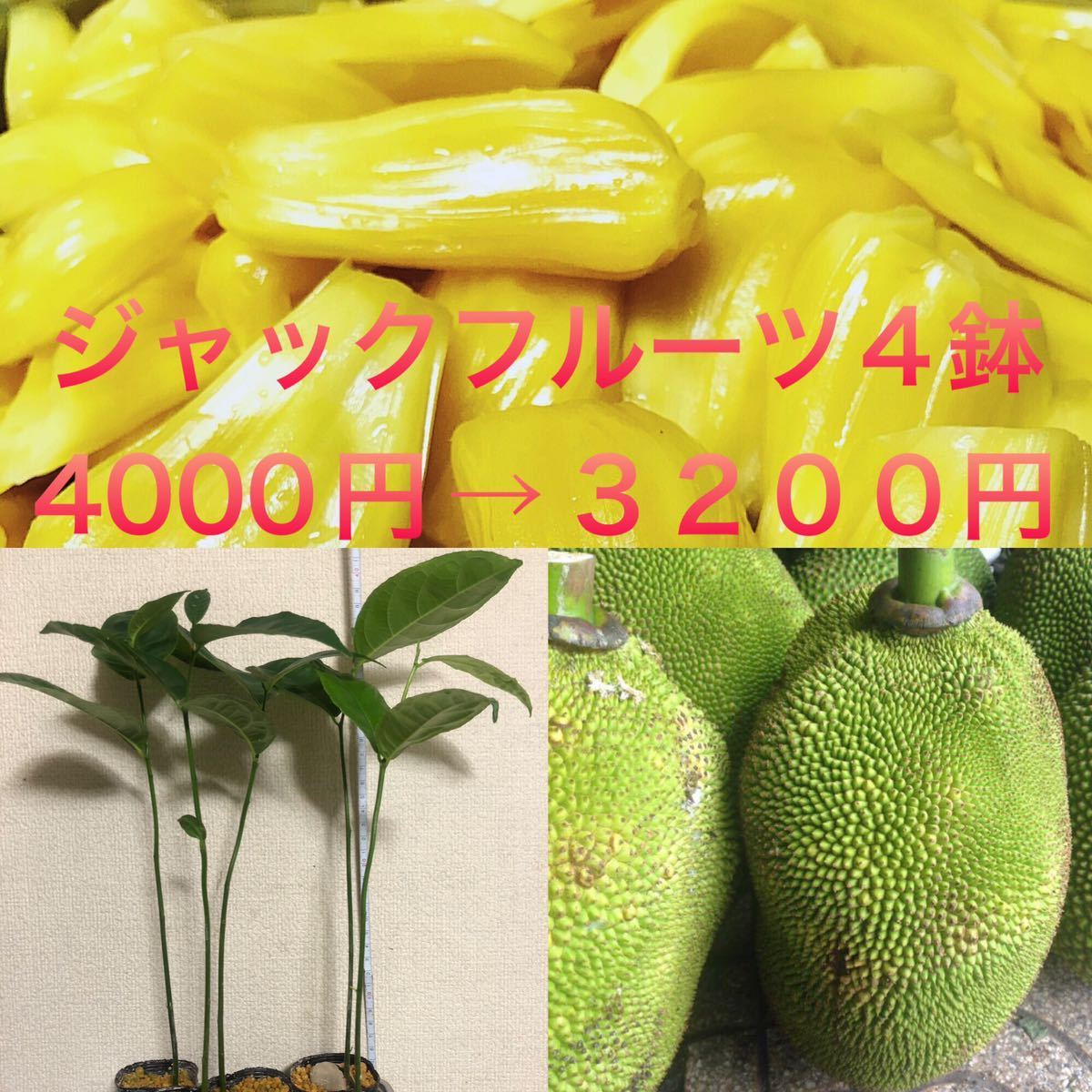 Yahoo!オークション - ジャックフルーツ苗4鉢 4株4000円→3200円 Yahoo!オークション - ジャックフルーツ苗4鉢 4株4000円→3200円