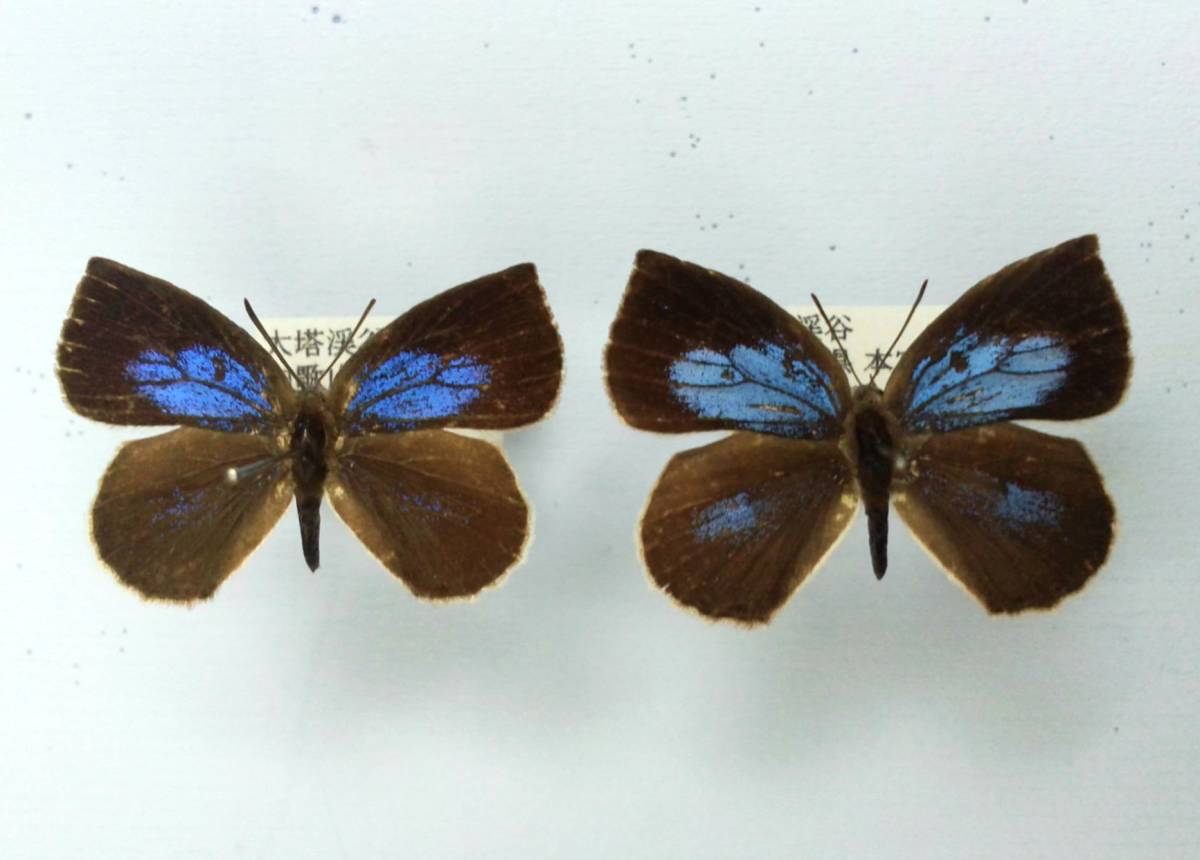 蝶　標本　ルーミスシジミ　2exs.　和歌山県_画像1