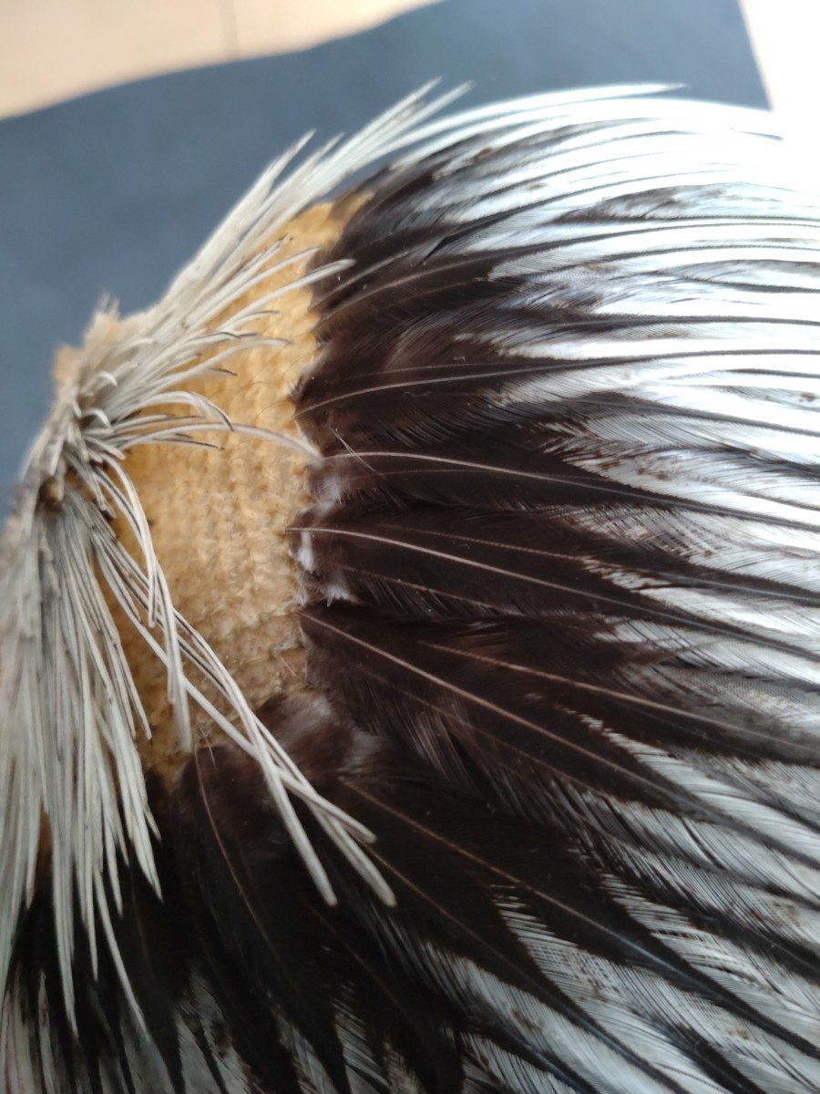 ☆ホフマンハックル#2シルバーバジャーHOFFMAN　DRY　FLY　HACKLE　SILVER　BADGER☆_画像5