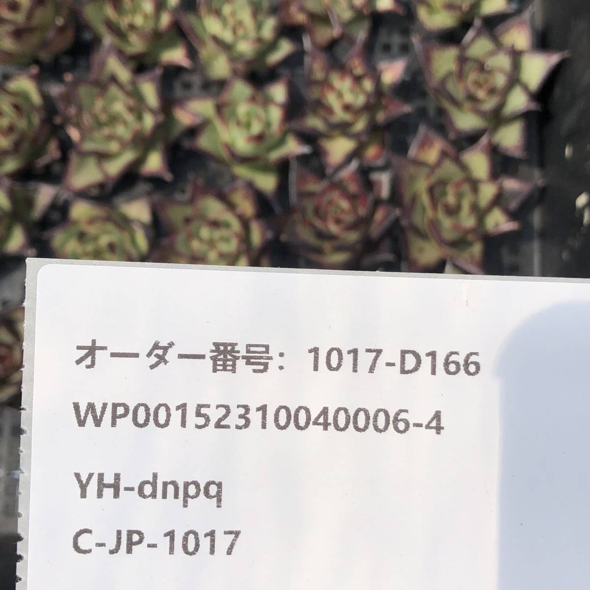 多肉植物24個 1017-D166 エボニー エケベリア カット苗 _画像3