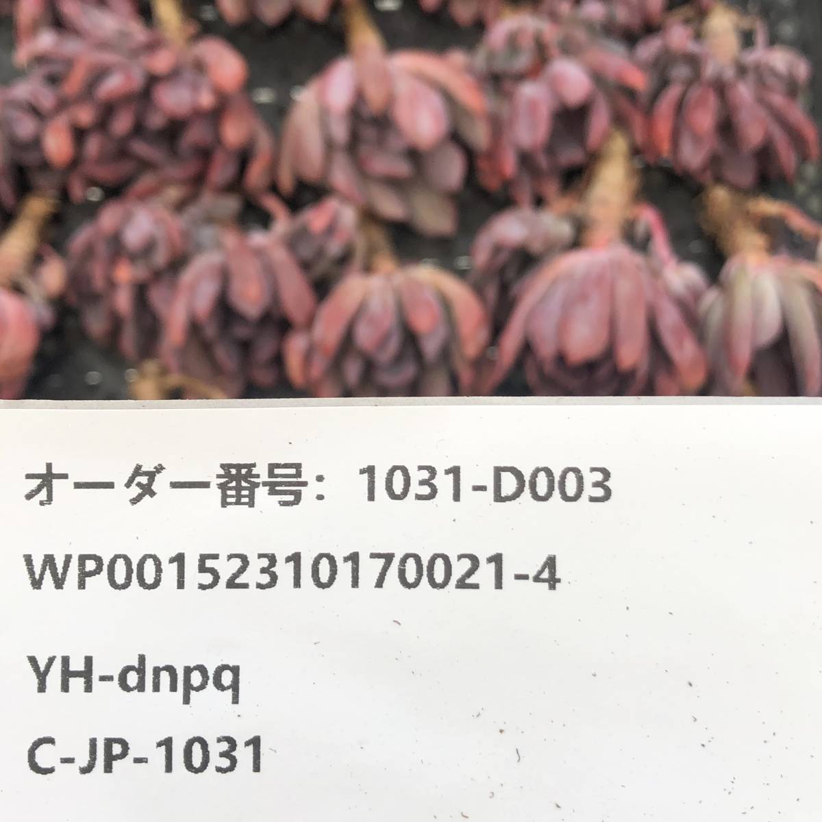 多肉植物24個 1031-D003 キューピッド エケベリア カット苗 _画像3