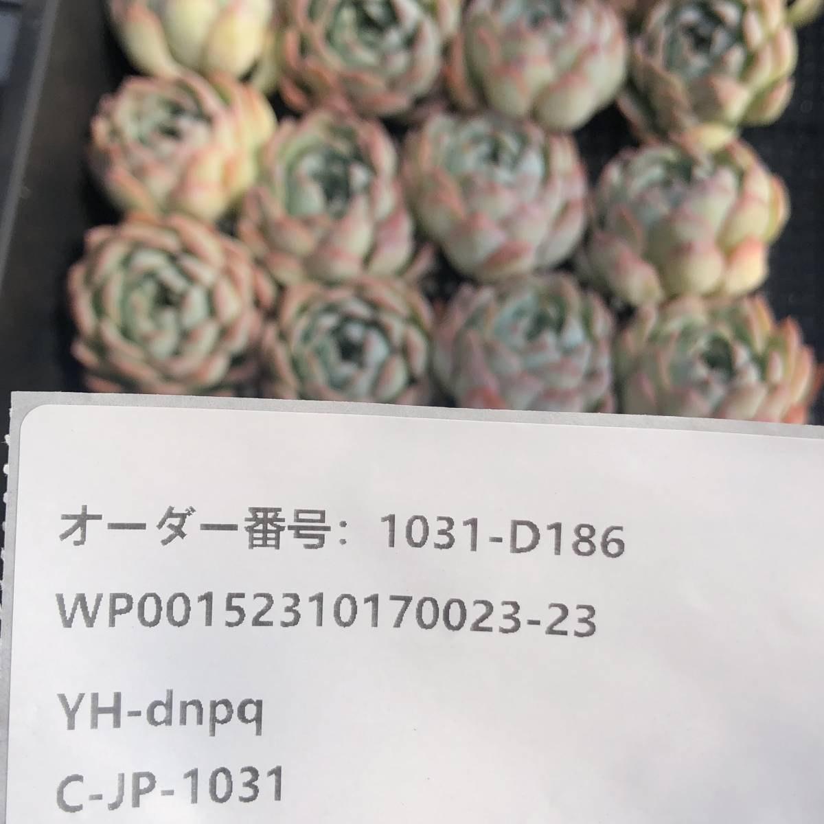 多肉植物24個 1031-D186 スプリングレイン（春の雨） エケベリア カット苗 _画像3