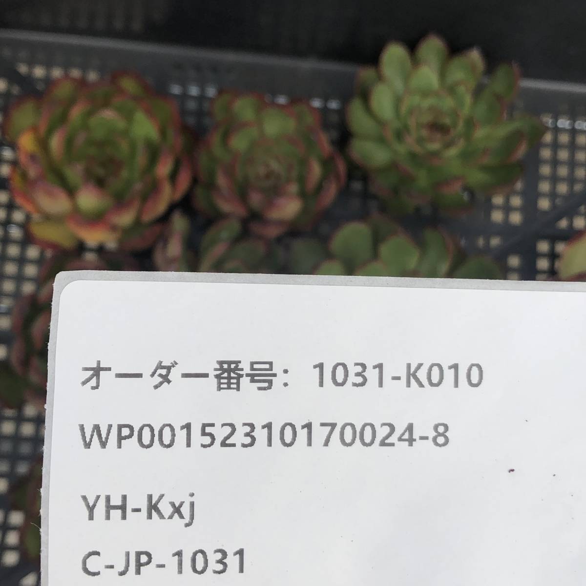 多肉植物10個 1031-K010 レッドモラン エケベリア カット苗 _画像3