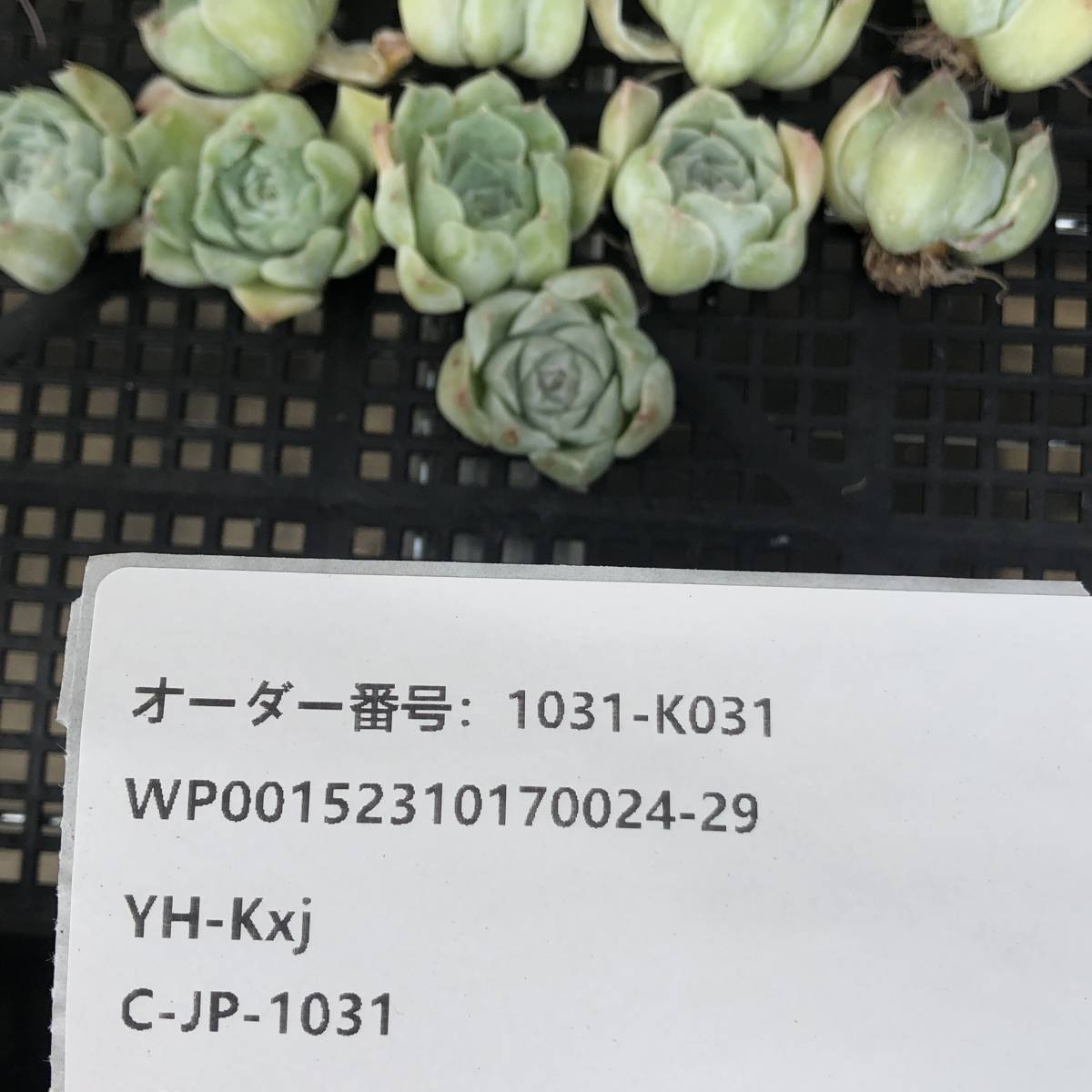 多肉植物21個 1031-K031 ローズエレガンス（薔薇月影） エケベリア カット苗 _画像3