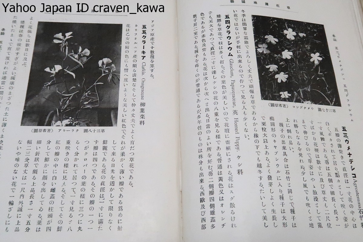 草花露地園芸/鈴木清/大正15年/鉢植にしろ花壇植にしろ野天で出来る丈夫な花を集めた・一坪の庭一鉢の土があれば花を楽しむ事が出来る譯_画像7