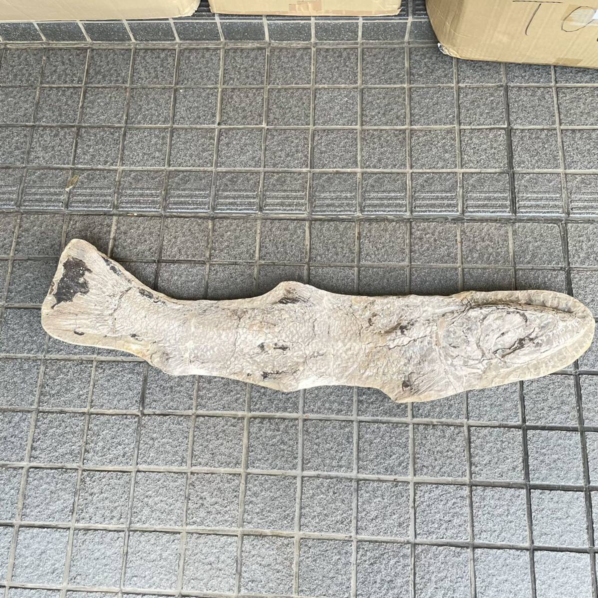 1000円〜 希少 特大 約102×22cm 巨大魚 古代魚 化石 コレクション標本_画像1