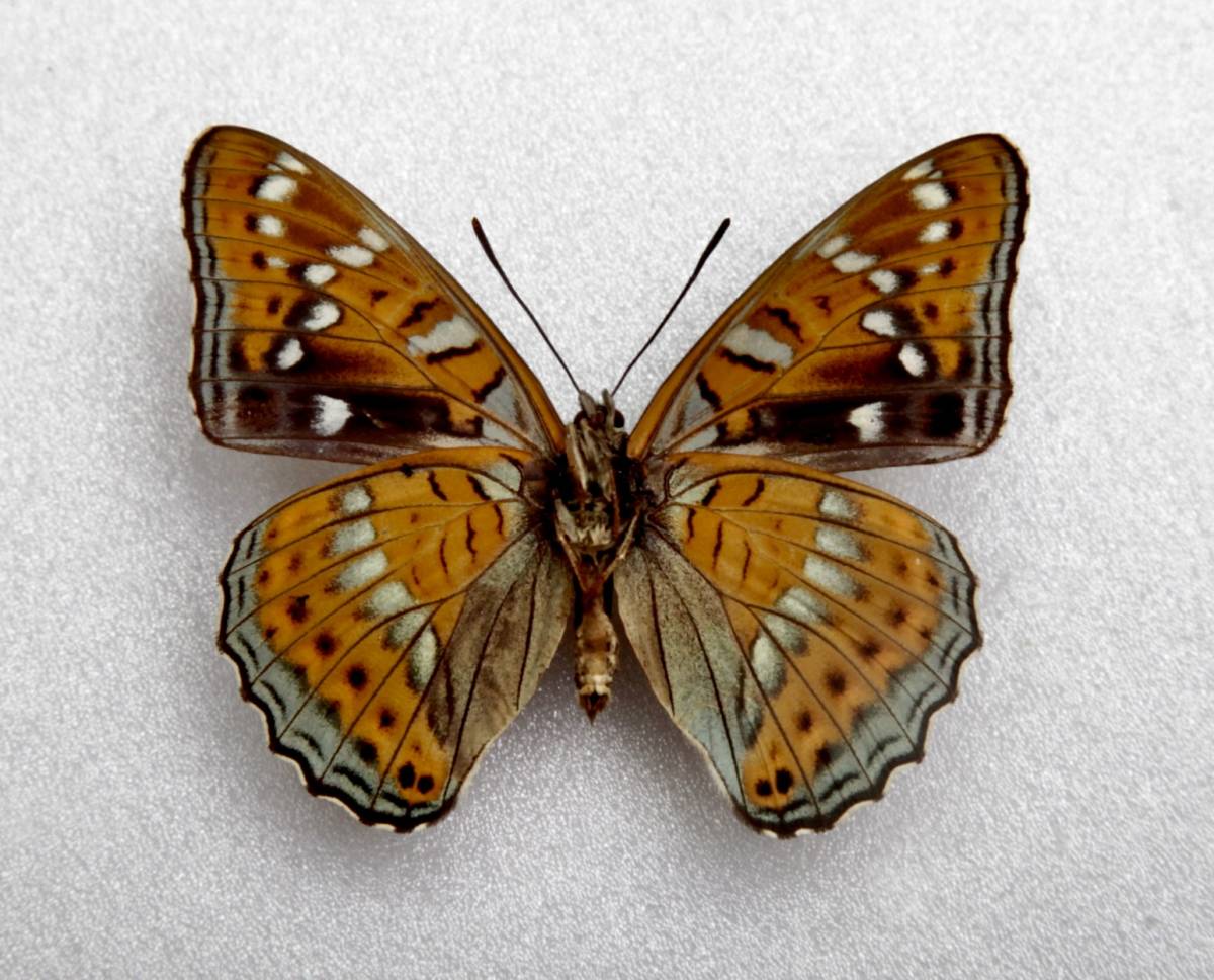■外国産蝶標本　 オオイチモンジ A-♂ 65mm チェコ共和国 産 野外採集品_画像5