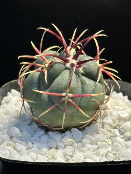 ゑ. 黄刺緋冠竜 / Thelocactus hexaedrophorus v. fossulatus 2.5号深鉢 【サボテン 多肉植物】_画像1