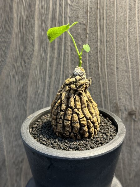 ゑ. ステファニア スベローサ② Stephania suberosa 3号鉢 【サボテン・塊根植物】_画像2