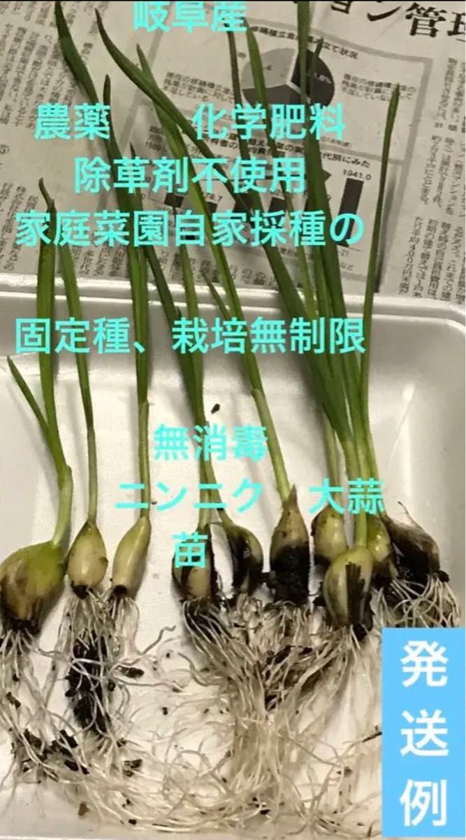 バトラ様専用 200g 栽培期間中農薬不使用 びわの葉 - 野菜