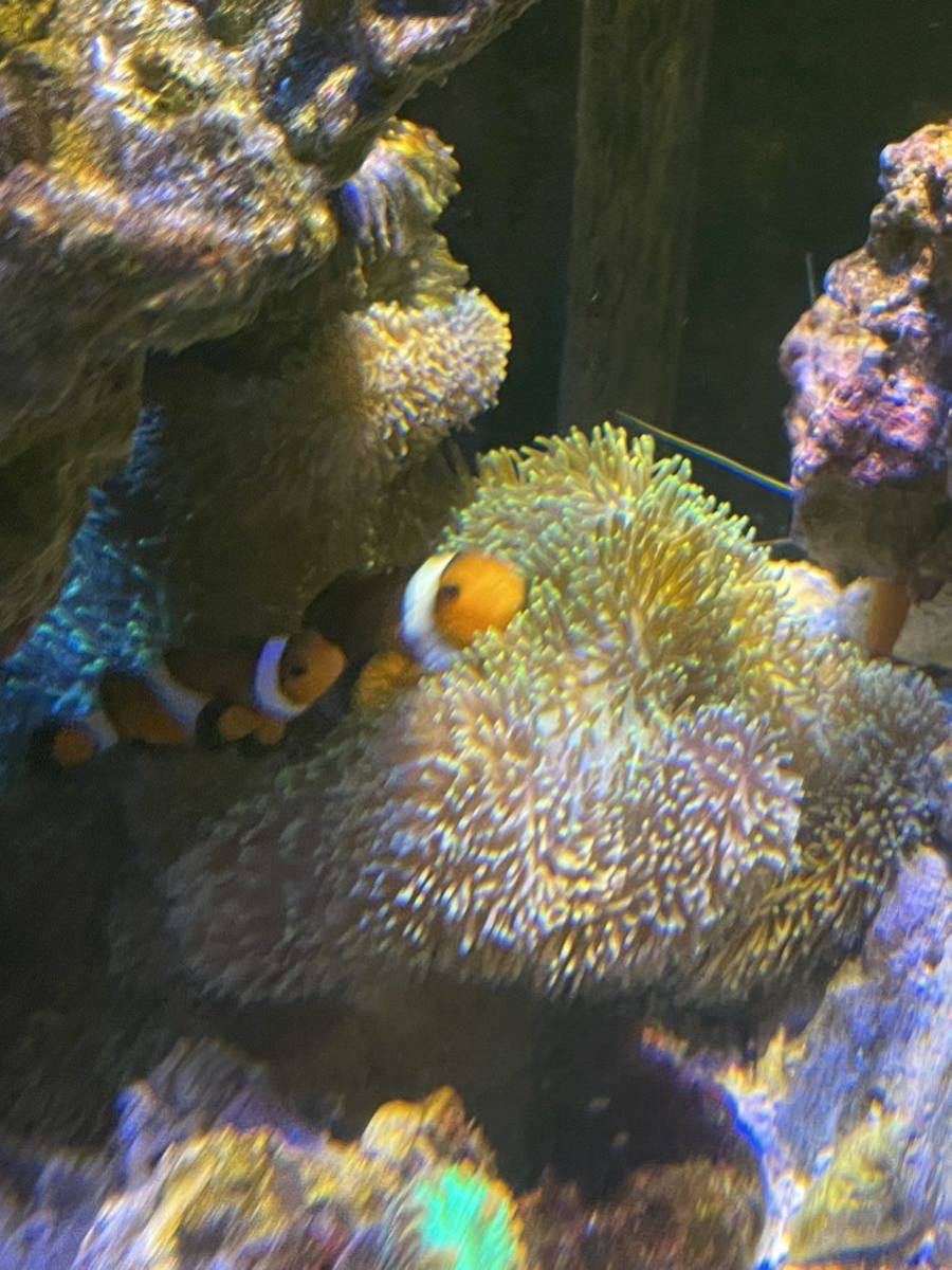 海外輸入】 ハタゴイソギンチャク約20cmとクマノミペアのセット サンゴ