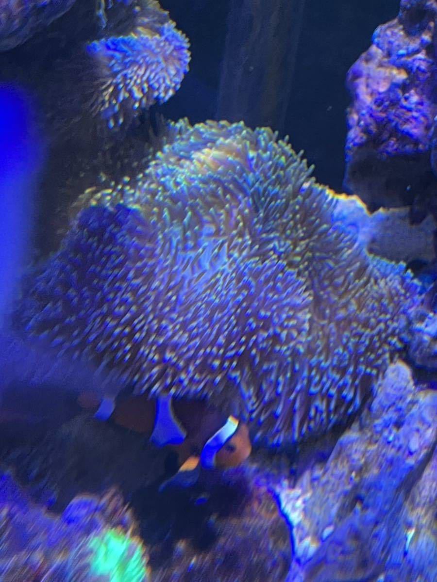 海外輸入】 ハタゴイソギンチャク約20cmとクマノミペアのセット サンゴ