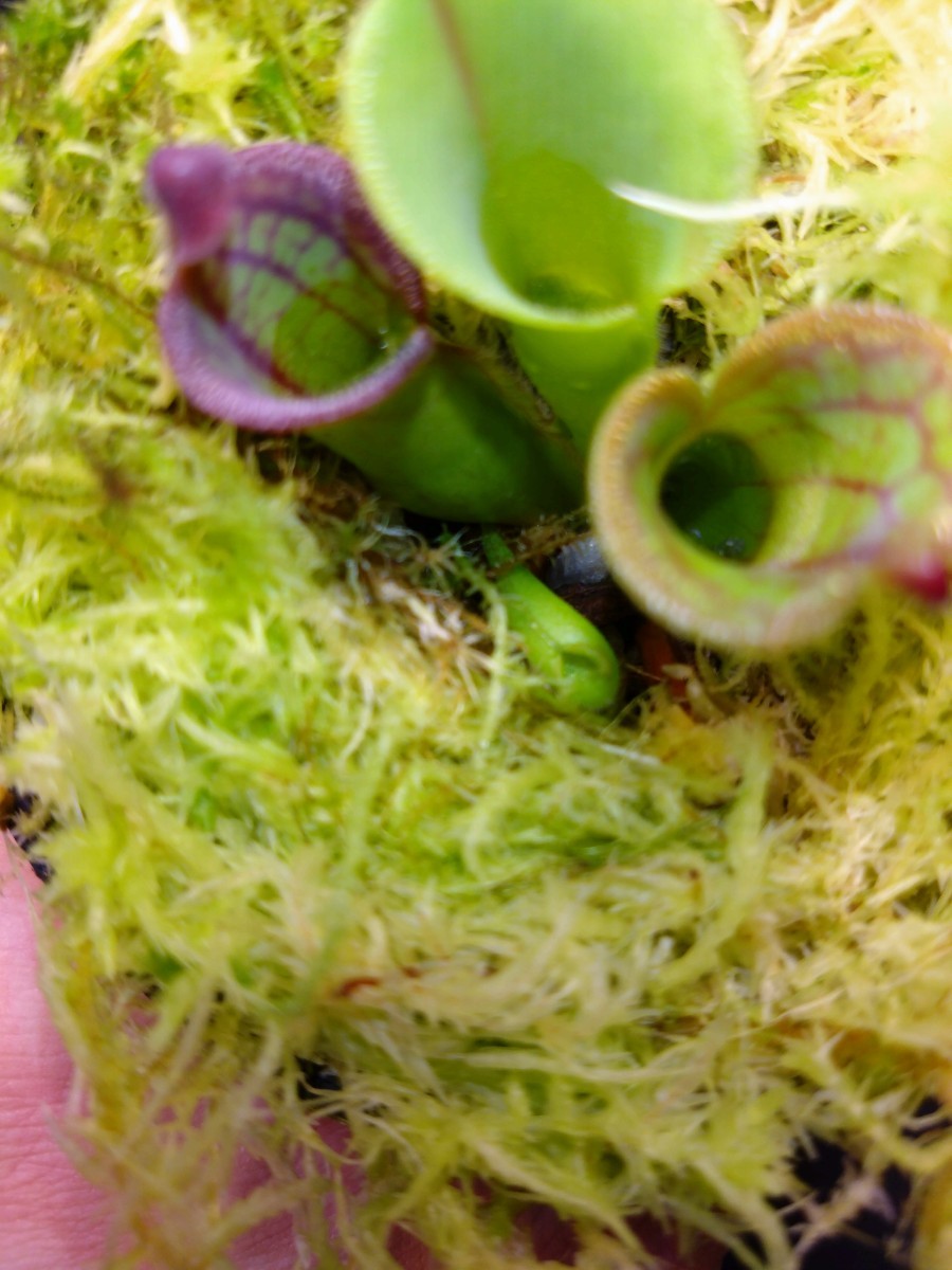 【子株付き　写真6枚目】【AW】Heliamphora macdonaldae Cerro Duida Venezuela ヘリアンフォラ 食虫植物　山野草_画像5