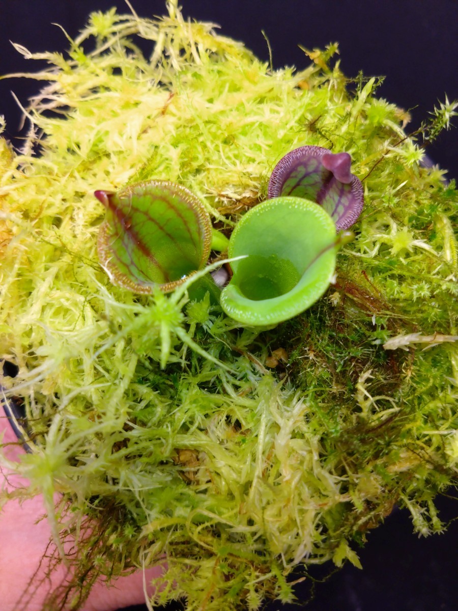 【子株付き　写真6枚目】【AW】Heliamphora macdonaldae Cerro Duida Venezuela ヘリアンフォラ 食虫植物　山野草_画像8