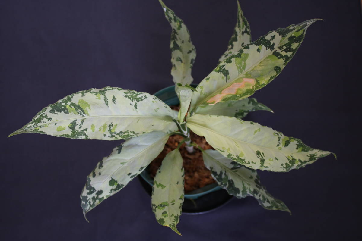 【LA1218-01b】アグラオネマ ピクタム Aglaonema 天下一植物会株 _親株（出品株ではありません）