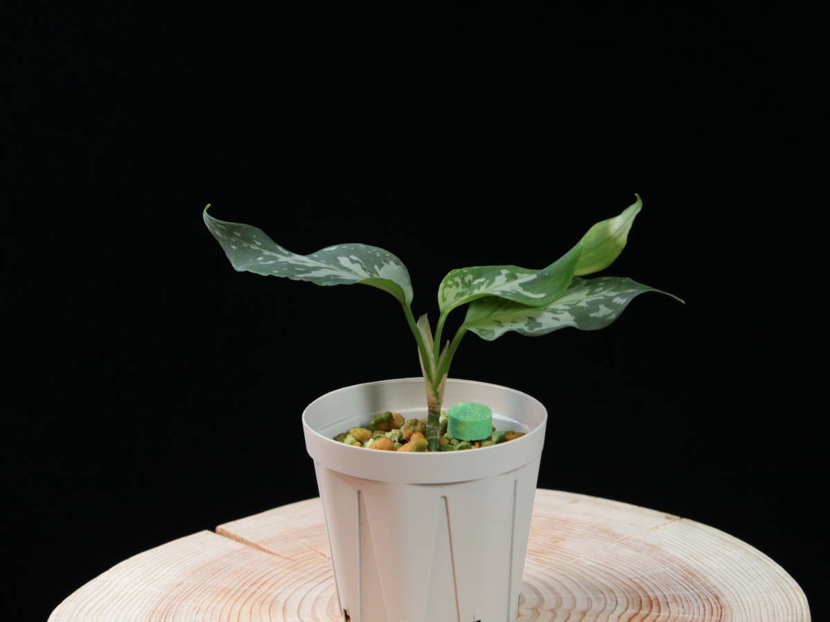 【LA1218-01b】アグラオネマ ピクタム Aglaonema 天下一植物会株 _画像8