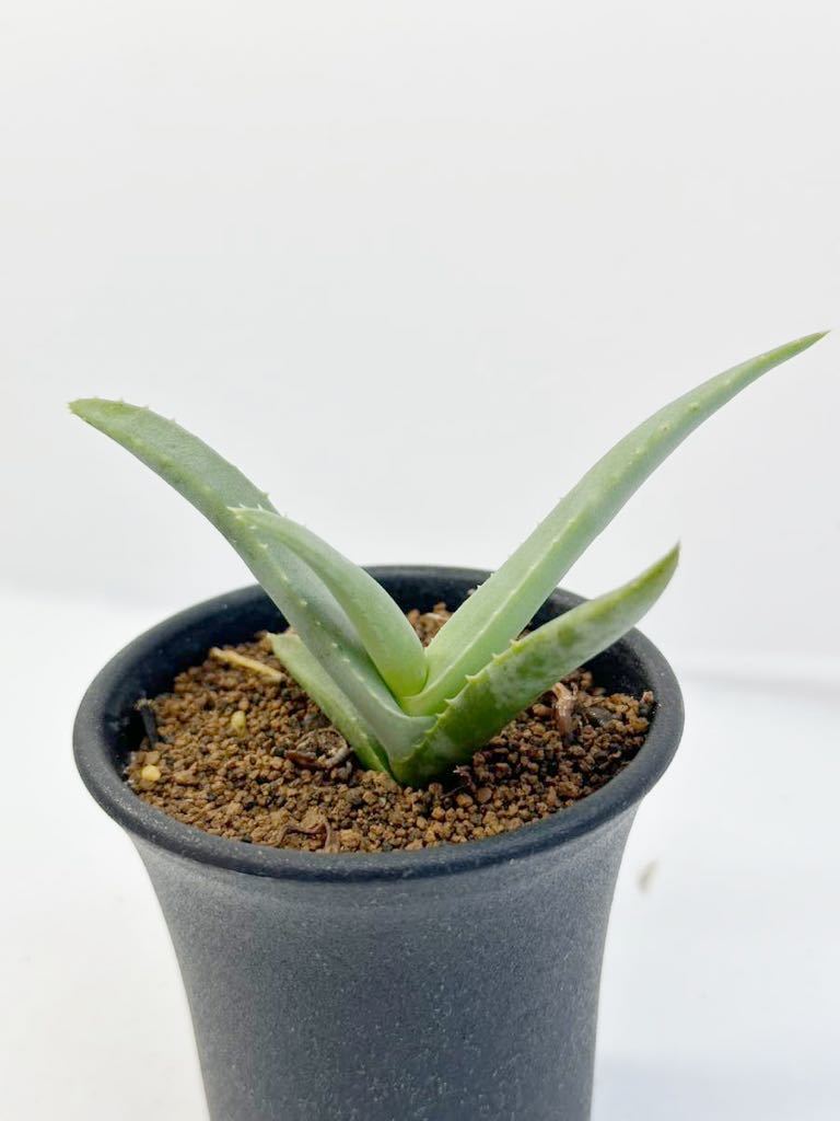 Aloe cremnophila アロエ　クレムノフィラ erigavo somaria ソマリア原産　丸みのある棒状葉 　抜き苗は送料込　多肉植物_画像1